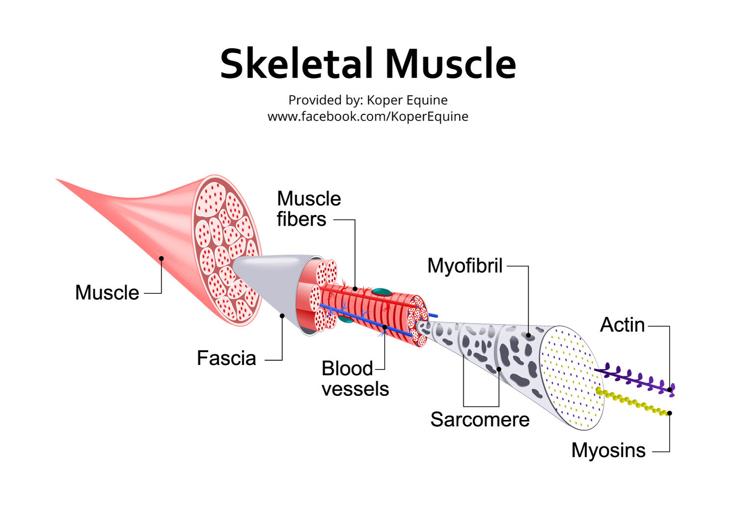 Fascia Is Not an Elastic Band: Why Stretching Misses the Point