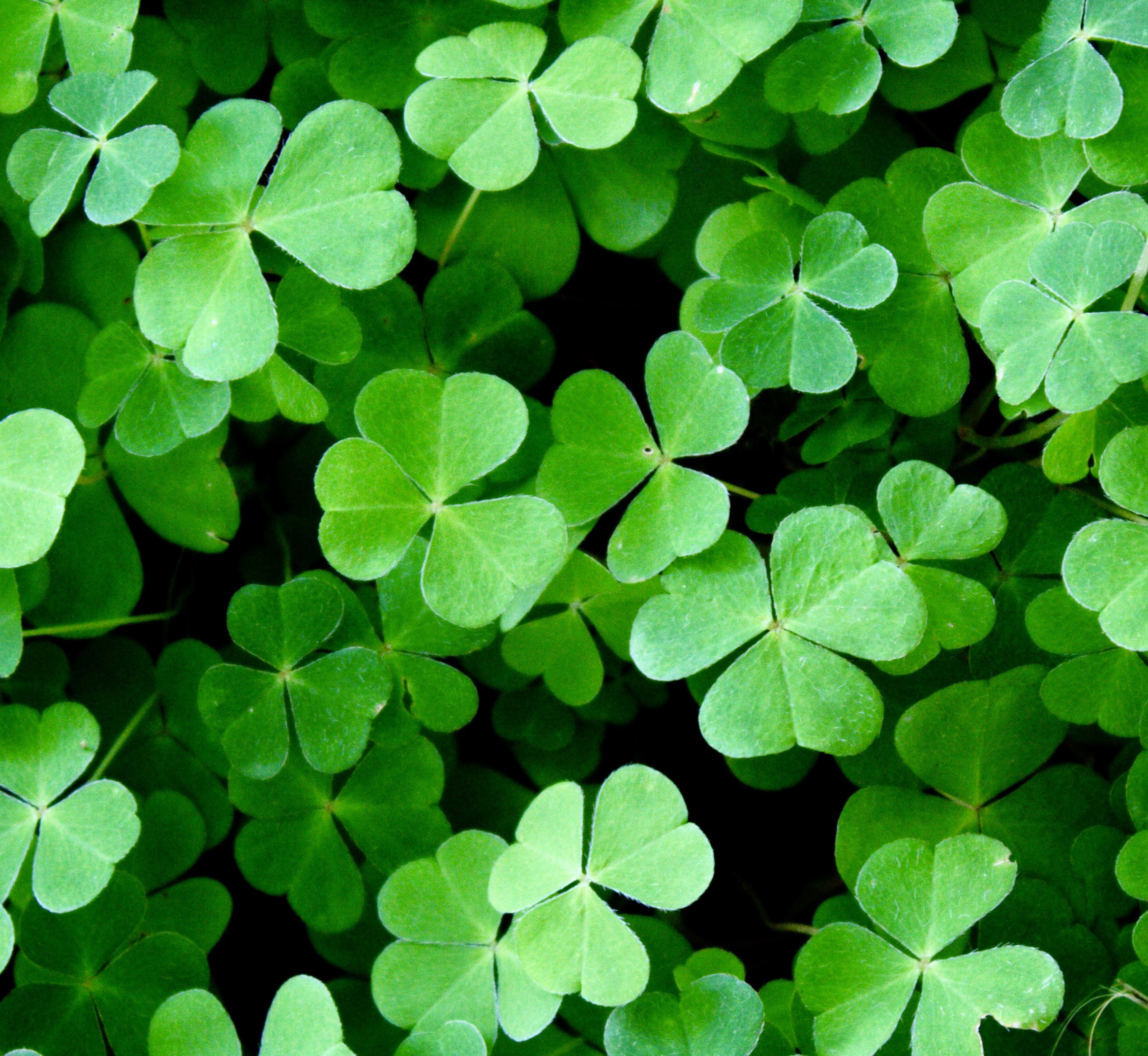 Clover: A Nutritious Treat for Horses and Its Considerations