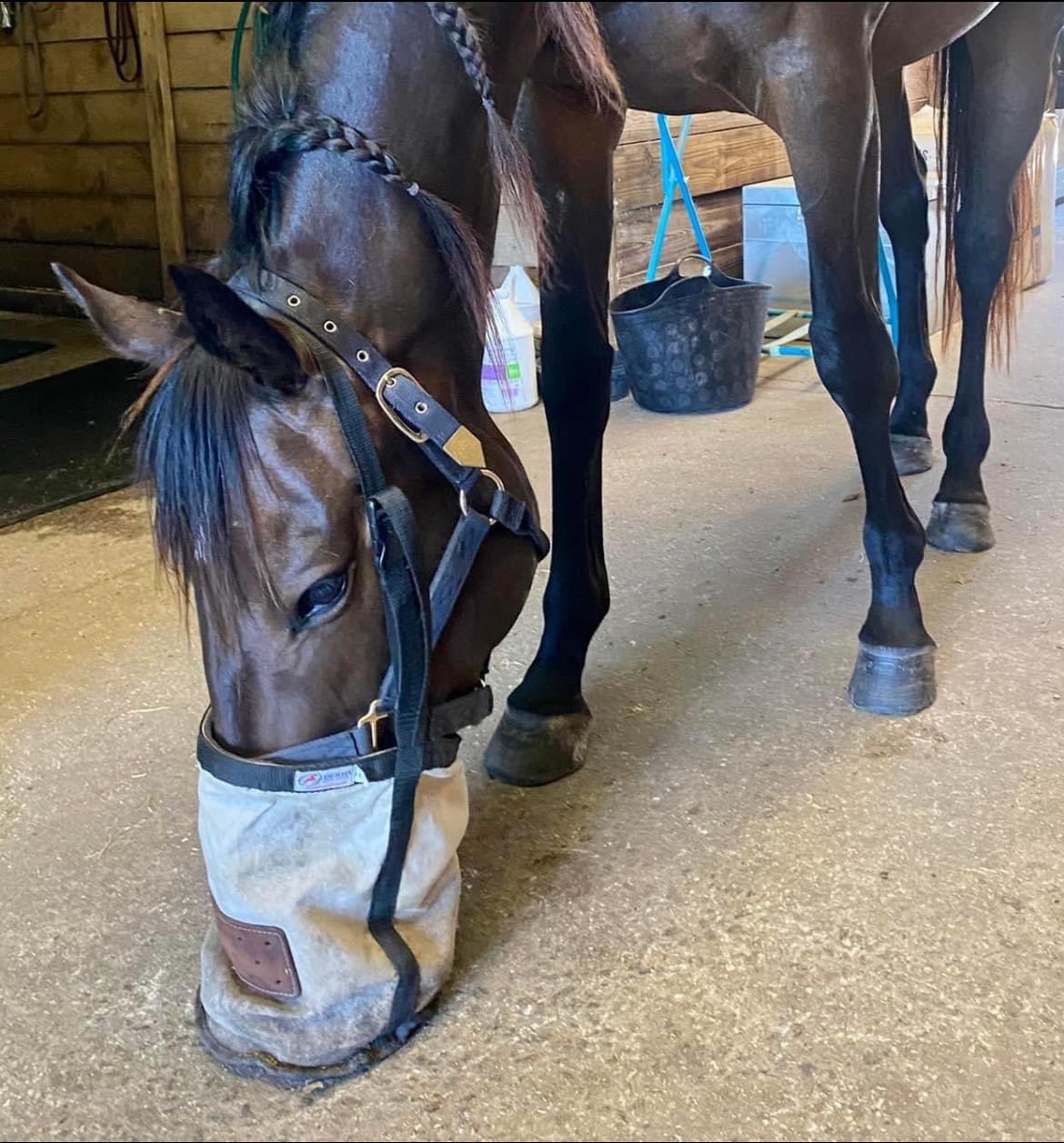 Selenium in Equine Nutrition