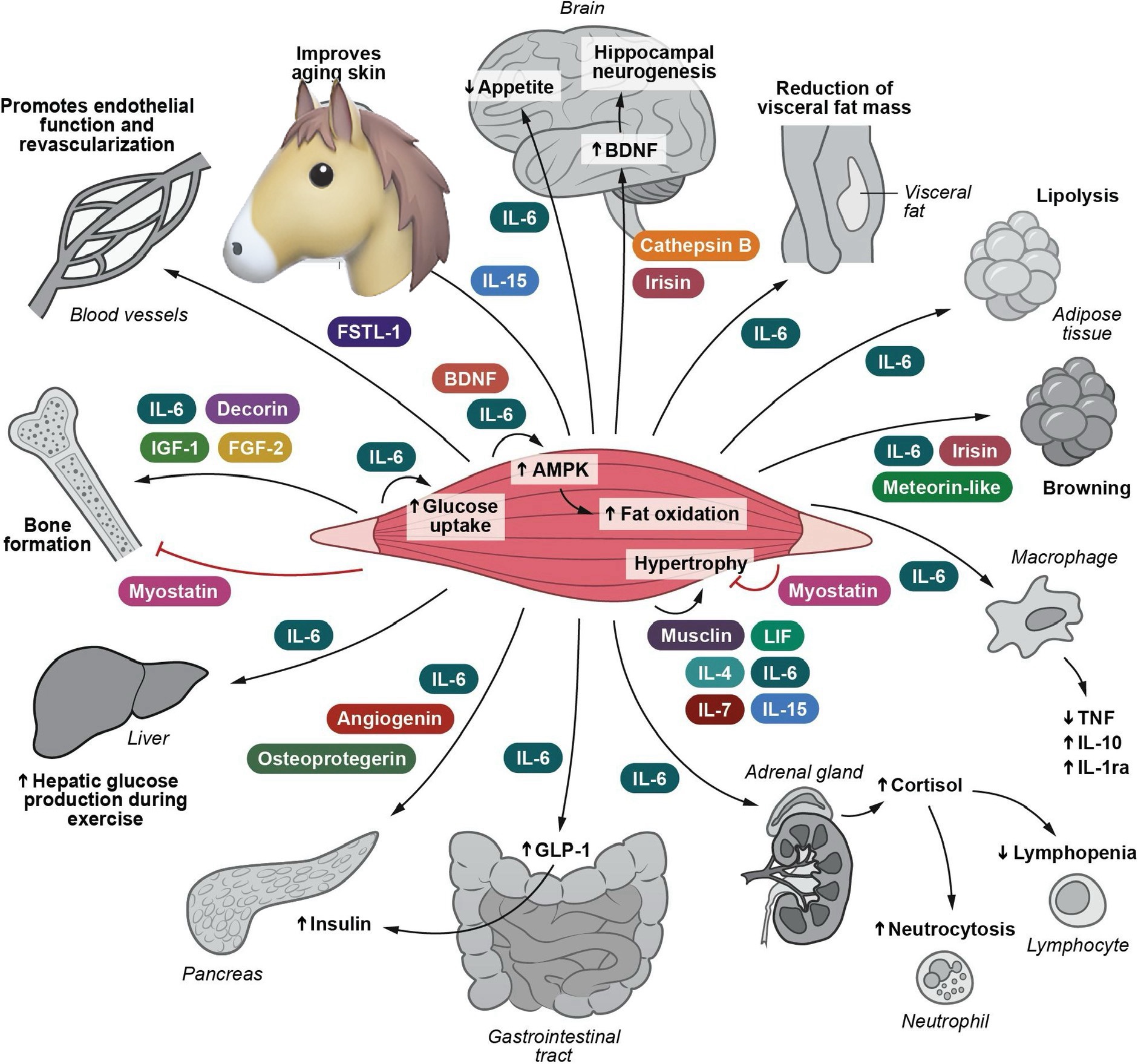 The Structural and Metabolic Functions of Muscles in Horses