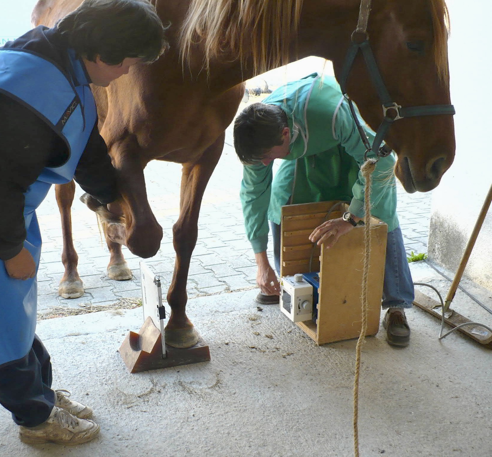 Pro-Stride APS (Autologous Protein Solution): a Regenerative Veterinary Therapy