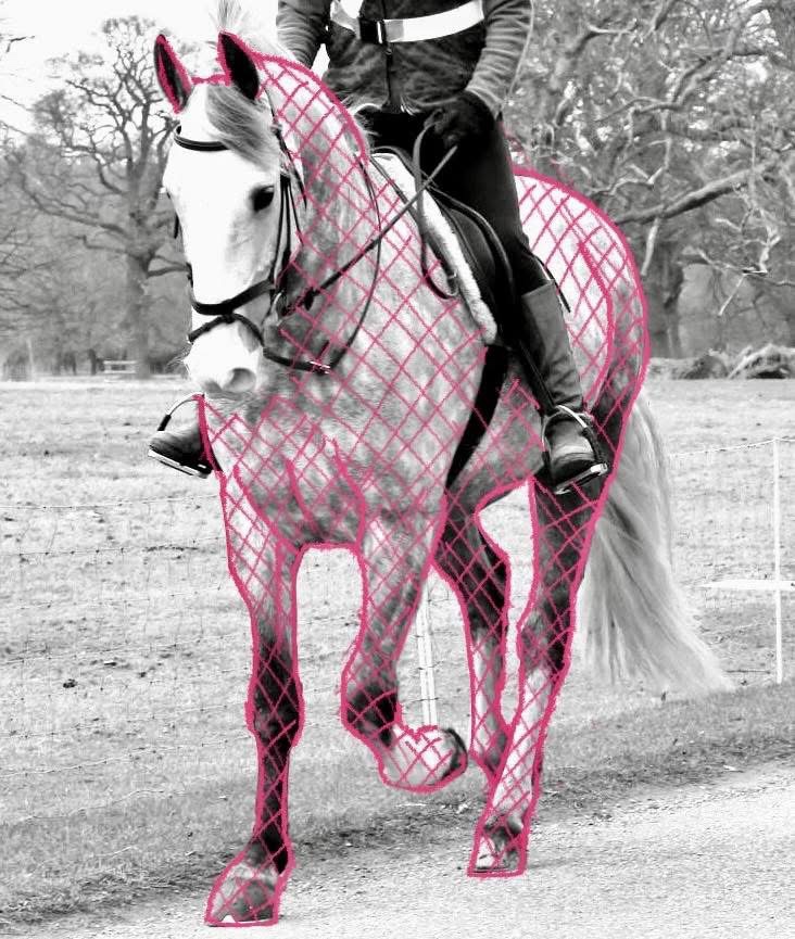 Fascial Fitness Training: Enhancing Equine Performance and Longevity