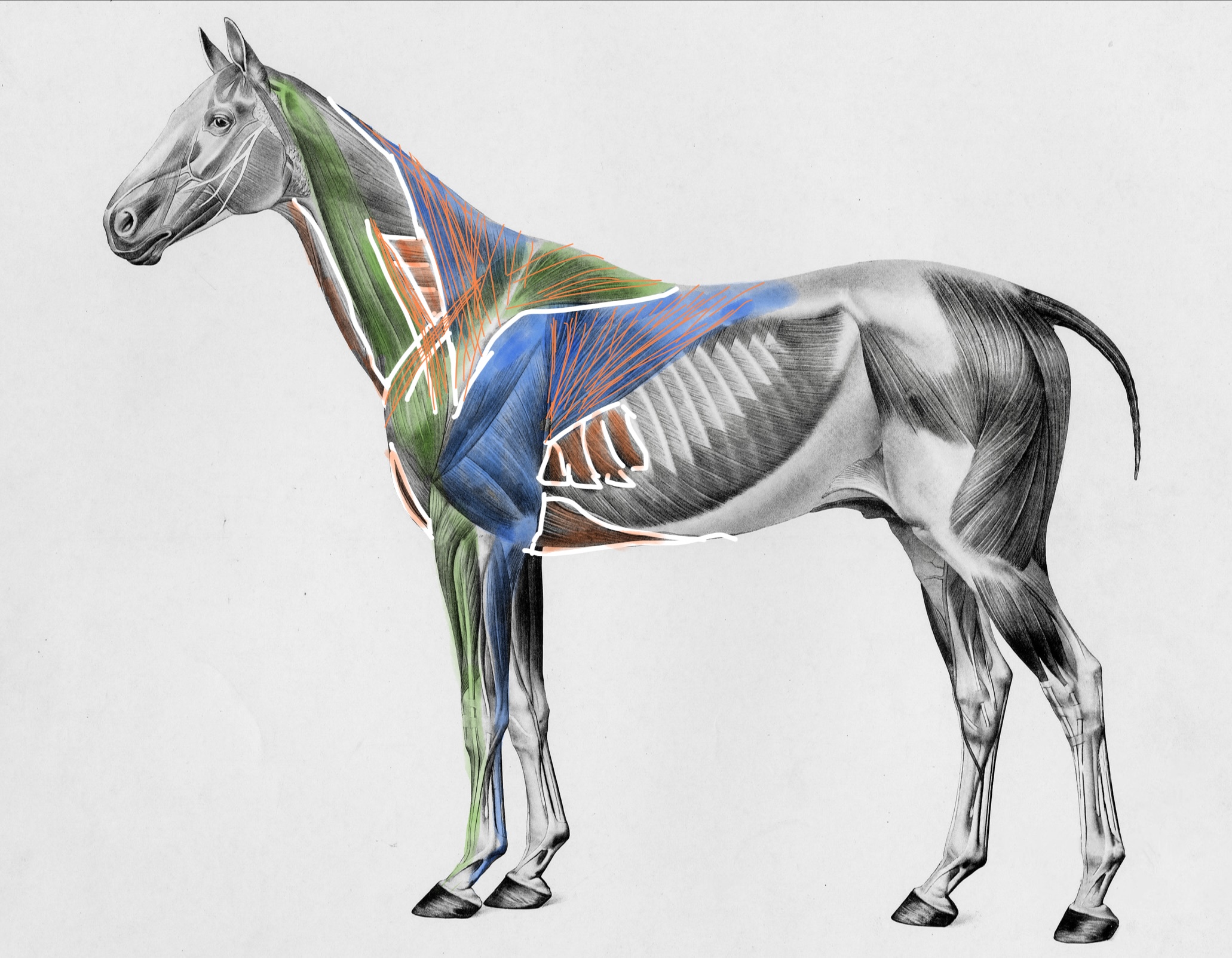 Why Talks&nbsp; About the Thoracic Sling Should Include the Forelimbs