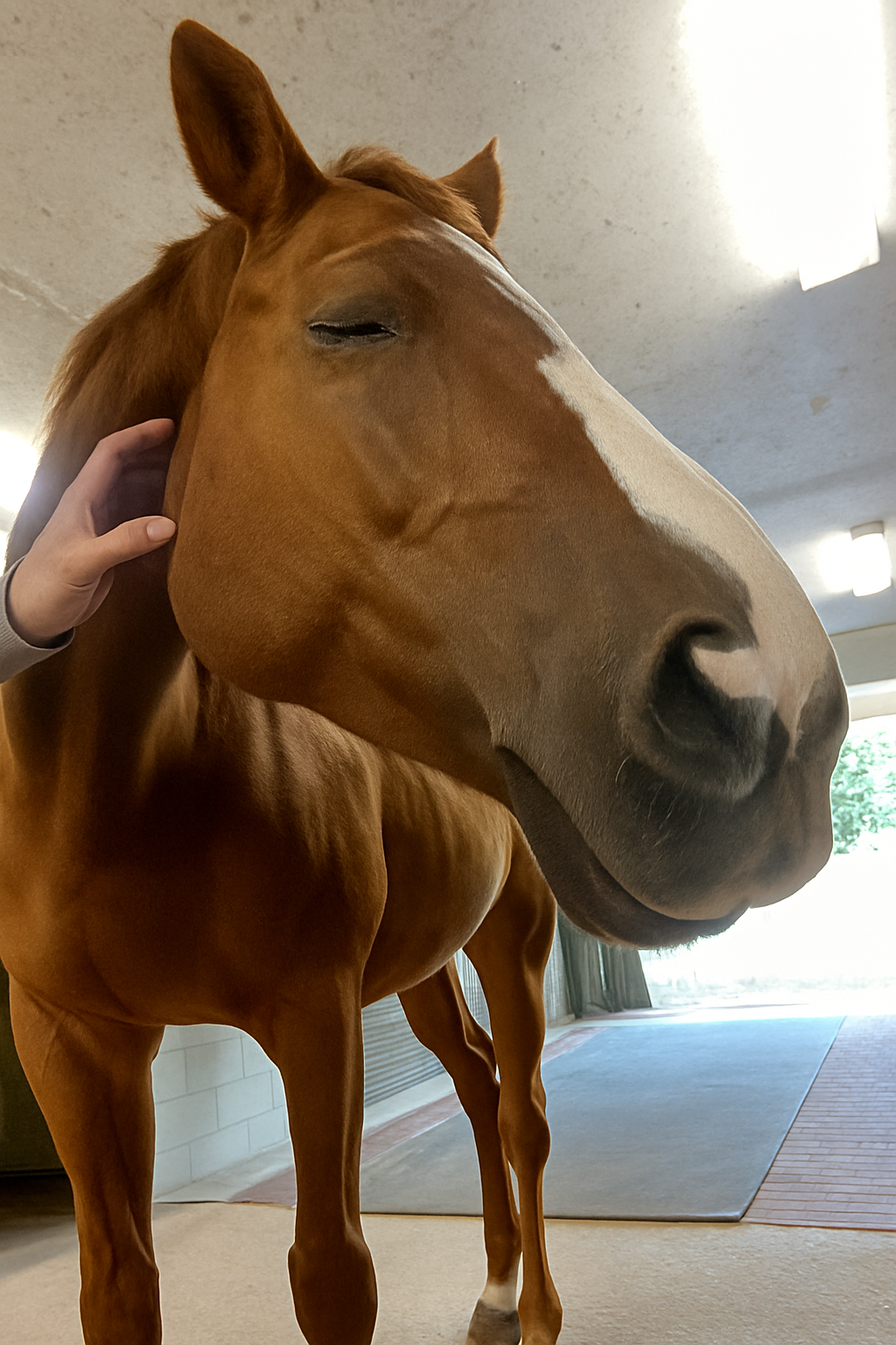 Mind Melding: Can Brain-to-Brain Coupling Happen Between Horses and Humans?