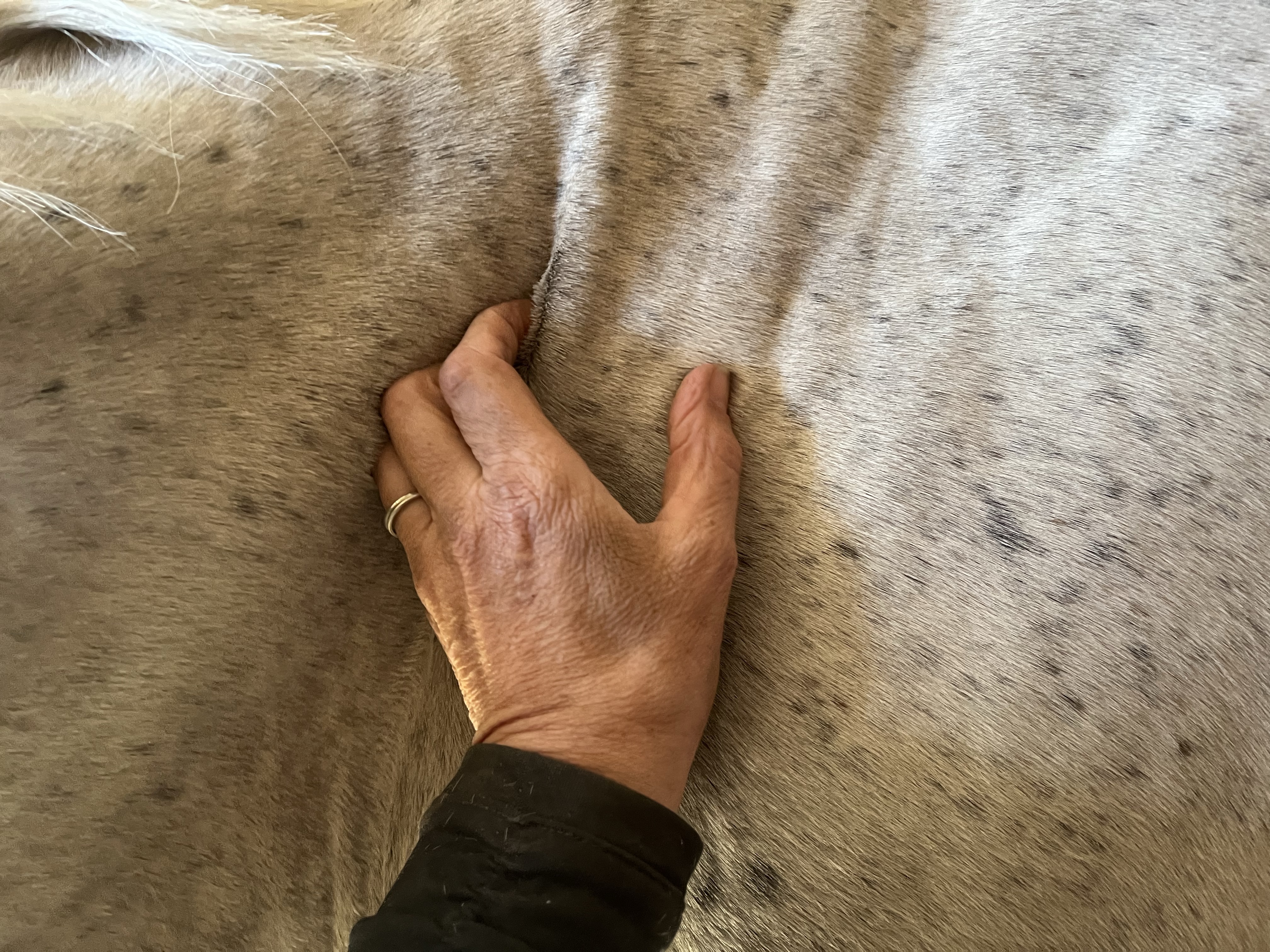 The Language of Fascia