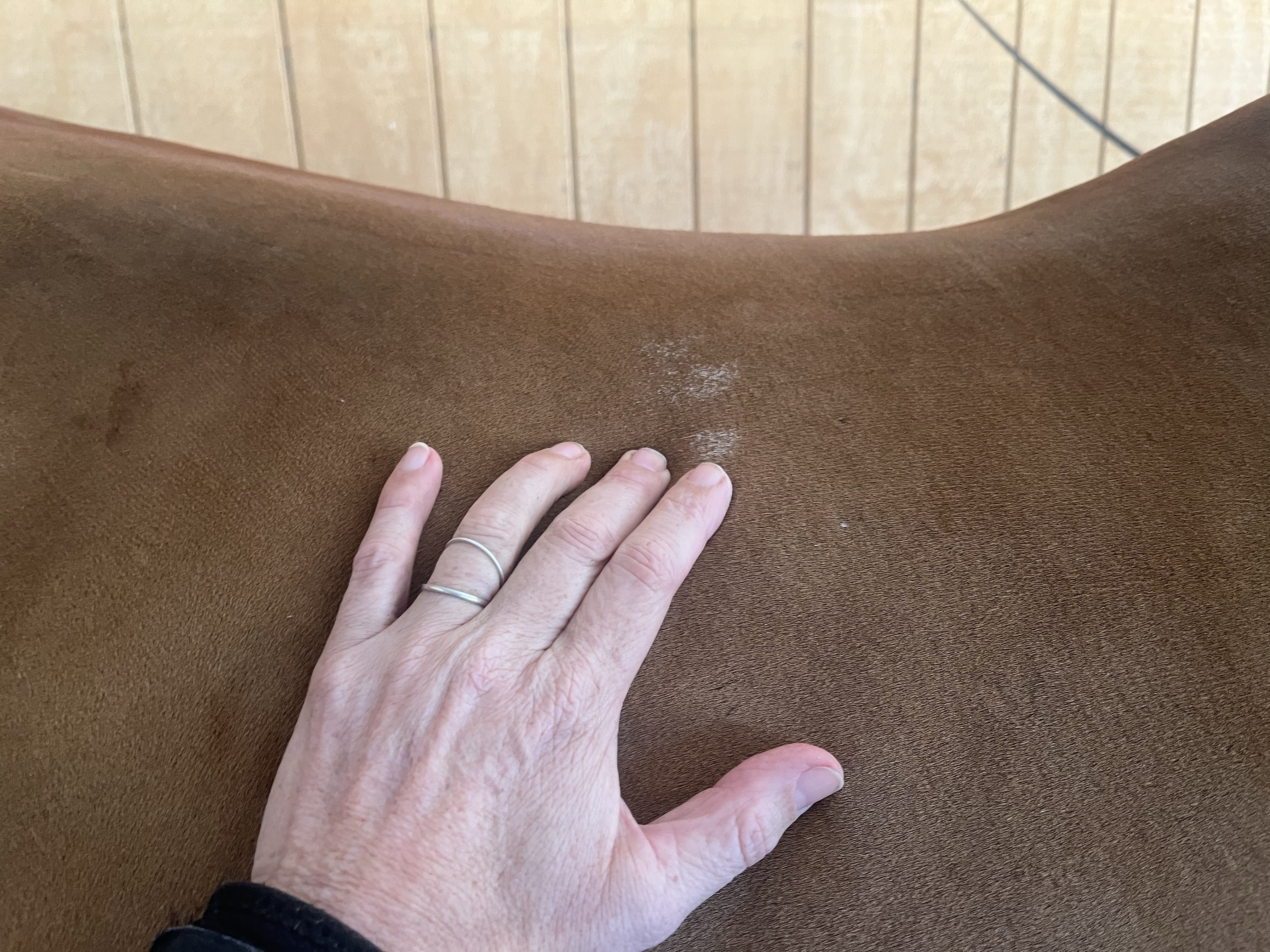 Muscle Fasciculations in Horses: What They Reveal About the Body