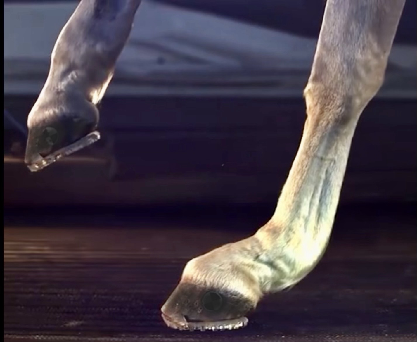 The GRF Effect: Fascia Tells the Story