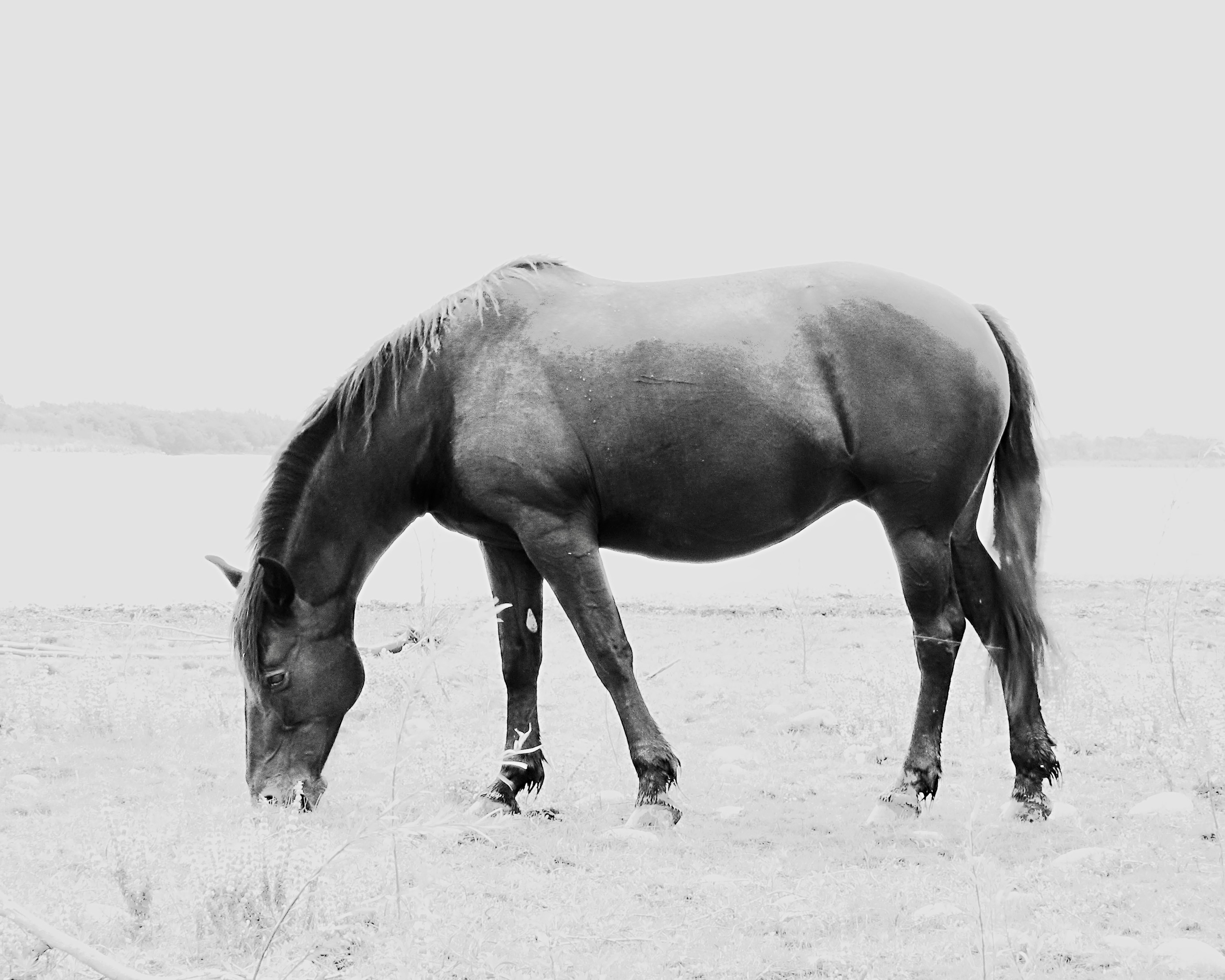 Estrogen, Fascia, and Why Mares Feel “Different” at Different Times
