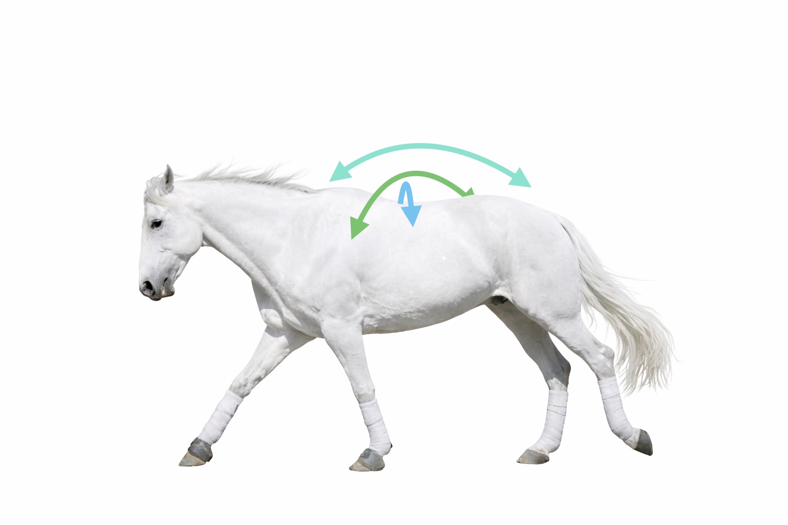 Reciprocity in Horses: How the Nervous System Shares Load, Movement, and Force