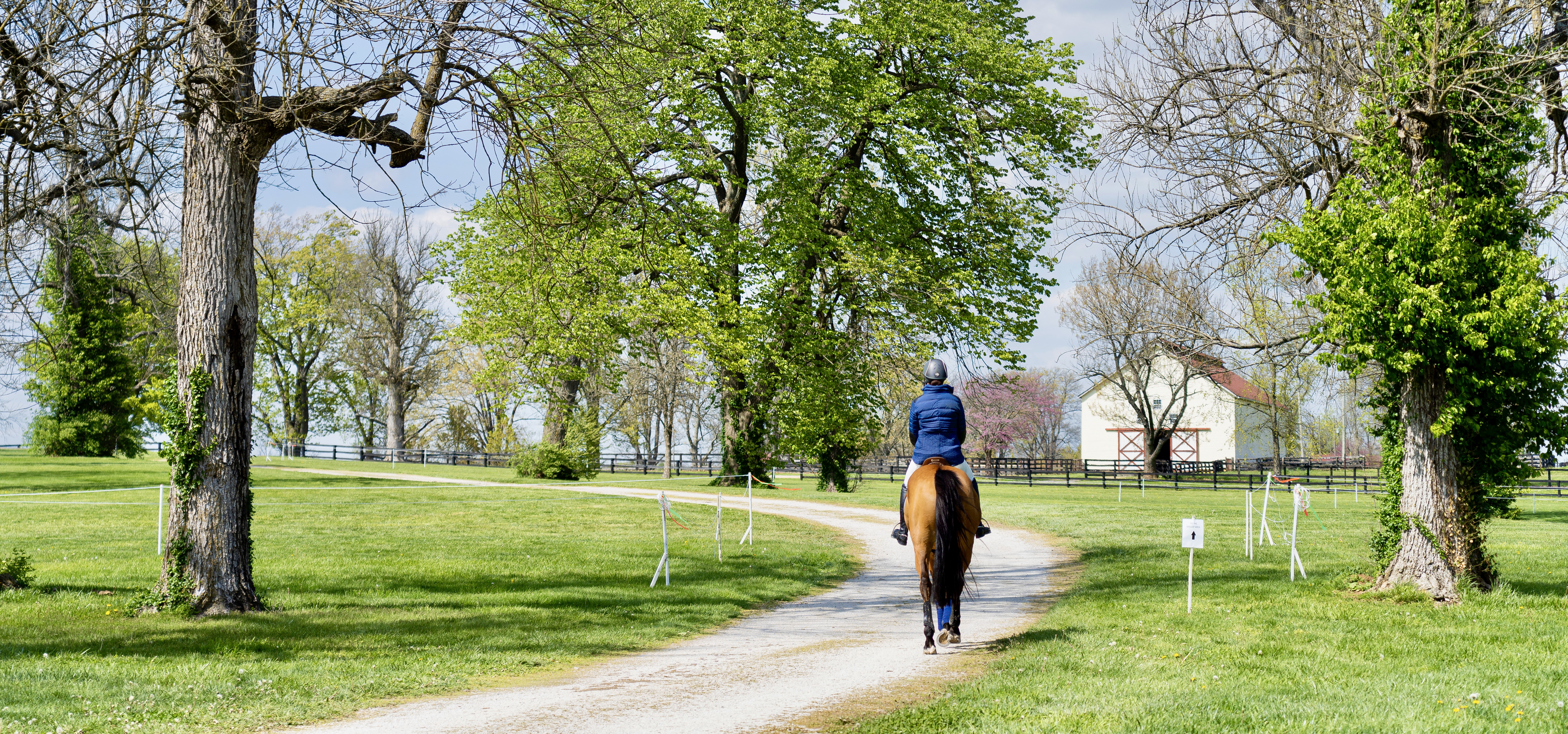 Why Walking Is One of the Most Powerful Nervous System and Fascial Regulators in the Horse
