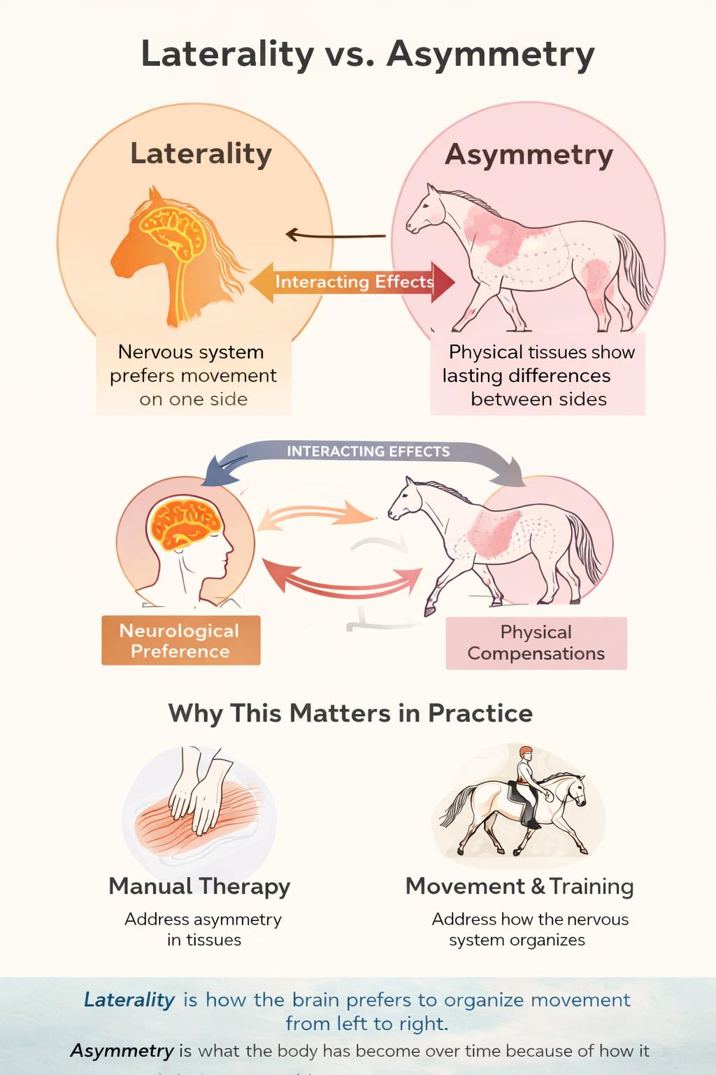 What is the Difference Between Laterality and Asymmetry?