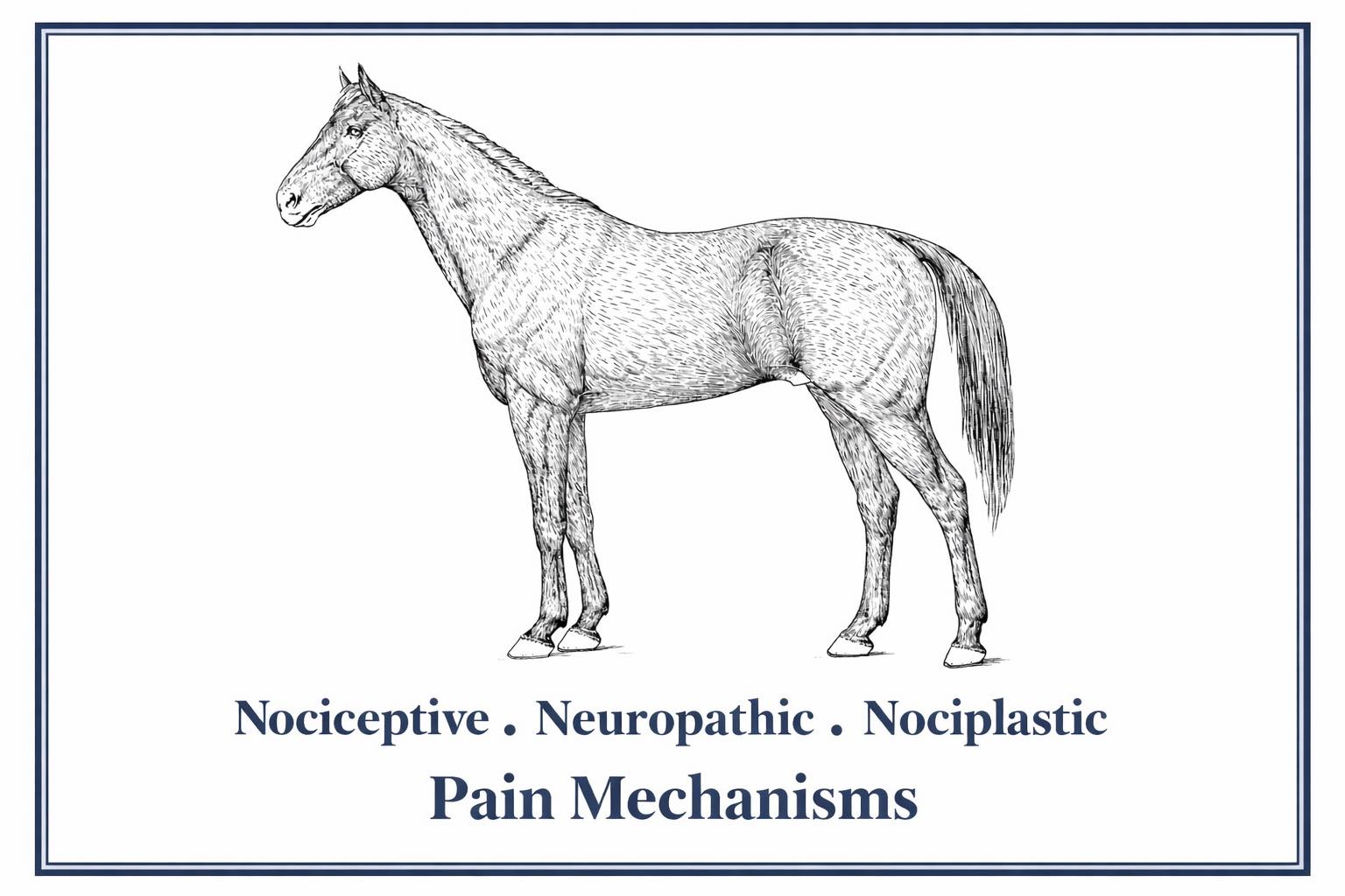 Nociceptive, Neuropathic, and Nociplastic Pain — and Where Massage, Myofascial, and Movement Therapy Fit In