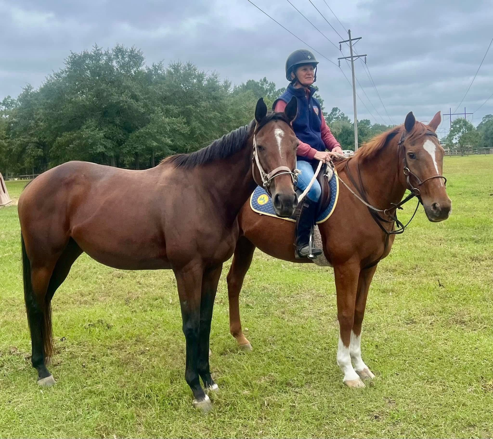 Social Learning in Horses: Connection, Safety, and the Wisdom of Observation