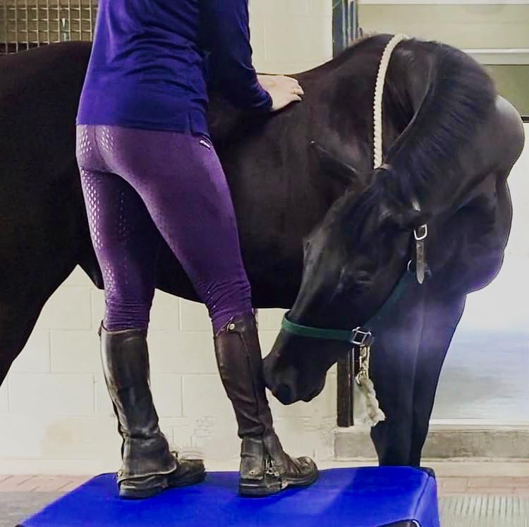How Horses Experience Touch: The Three Neurobiological Pathways That Shape Their Response