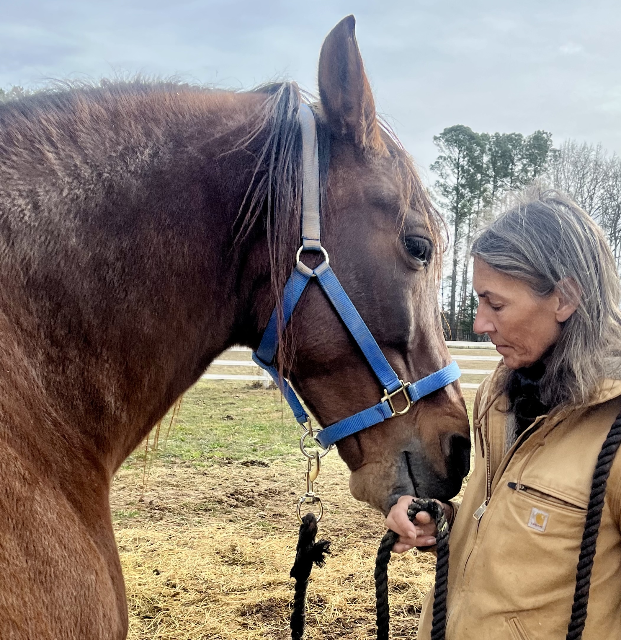 Limbic Resonance in Horses: How Nervous Systems Synchronize Through Presence and Touch