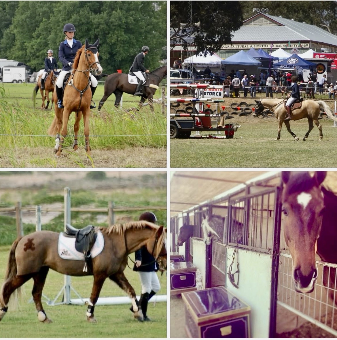 How the Horse’s Body Responds to a Show Environment