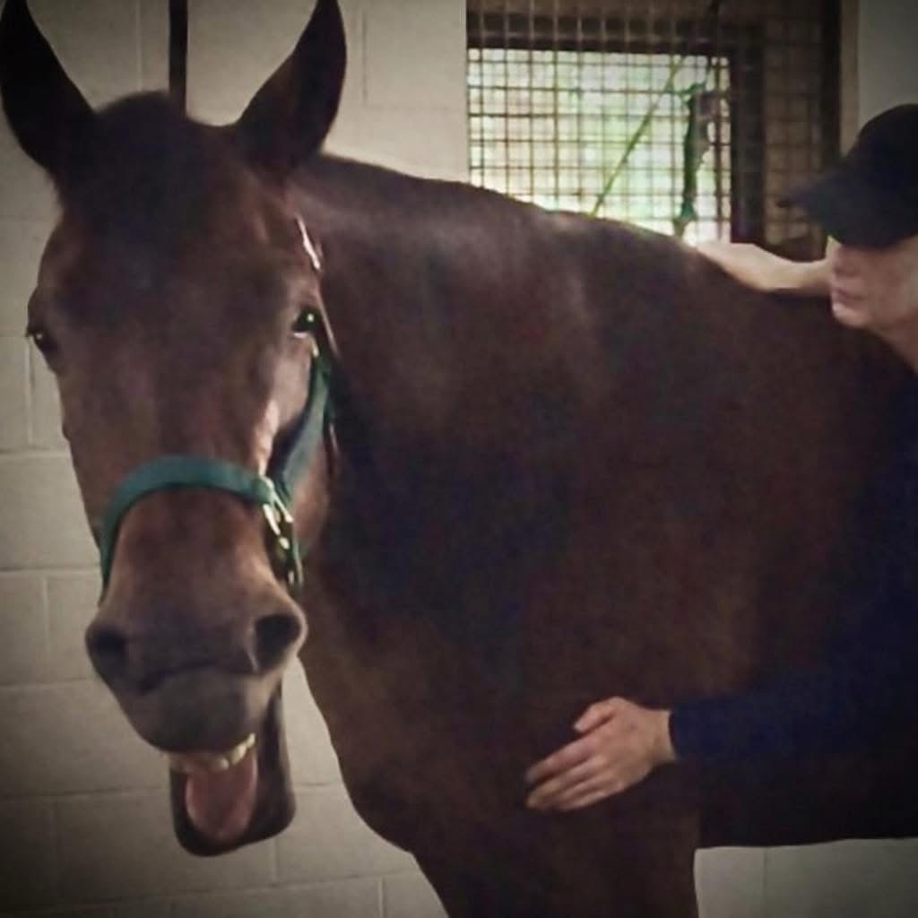 The Limbic System in Massage and Bodywork: Why Emotional State Shapes Physical Response