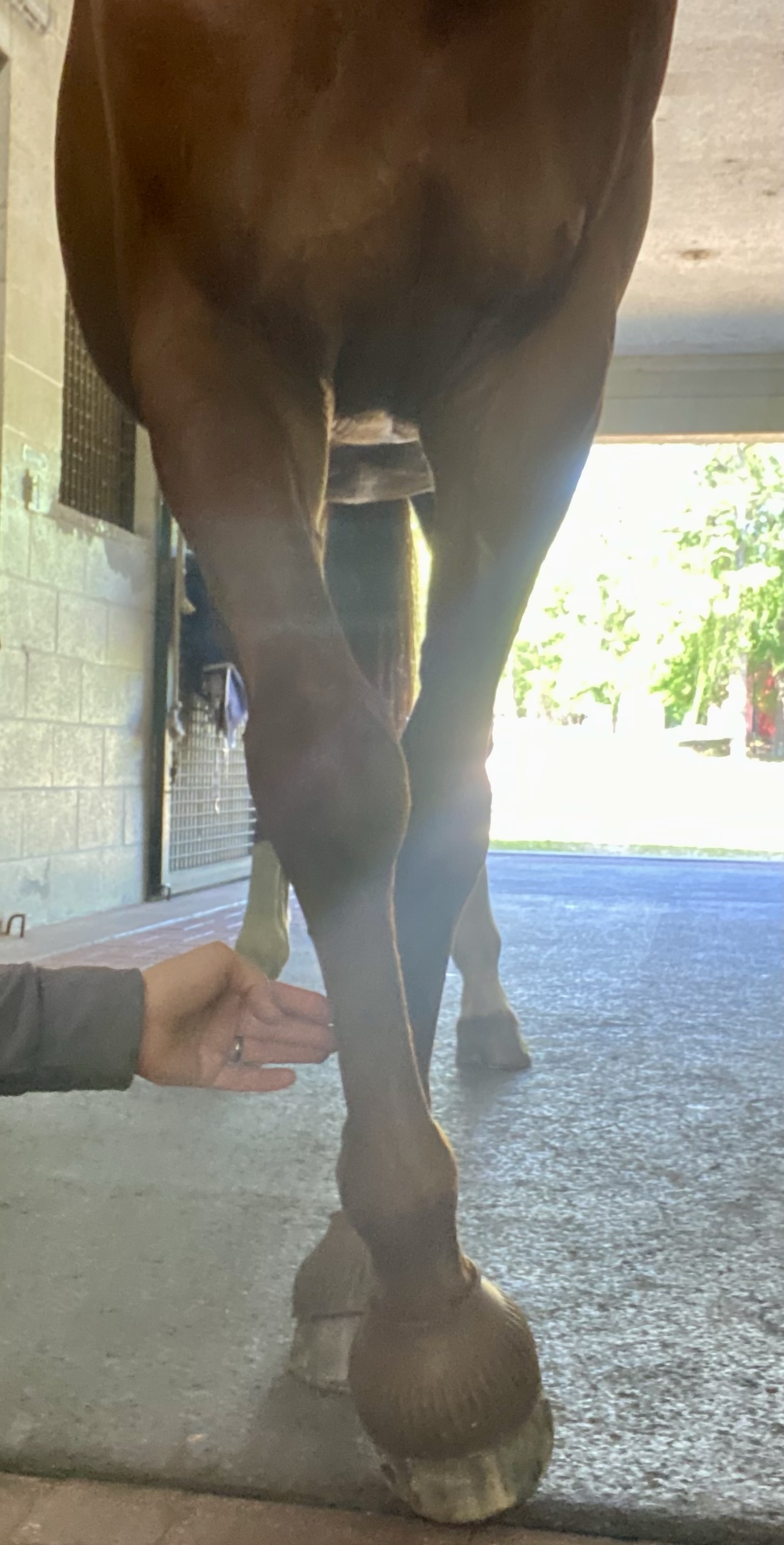 Somatic Work – How Sensory-Based Touch and Movement Shape Regulation, Mobility, and Soundness
