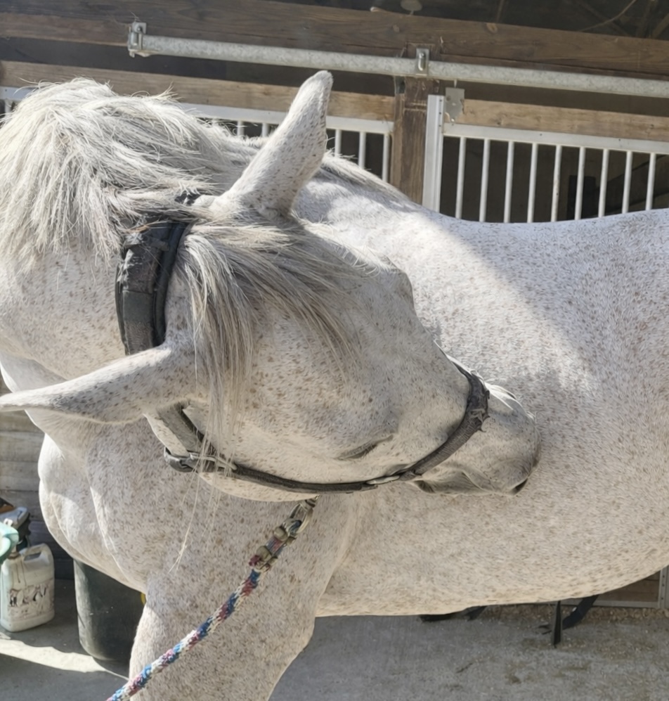 Why Popping Sensations Happen in Horses: Understanding Tissue Sounds During Movement and Bodywork