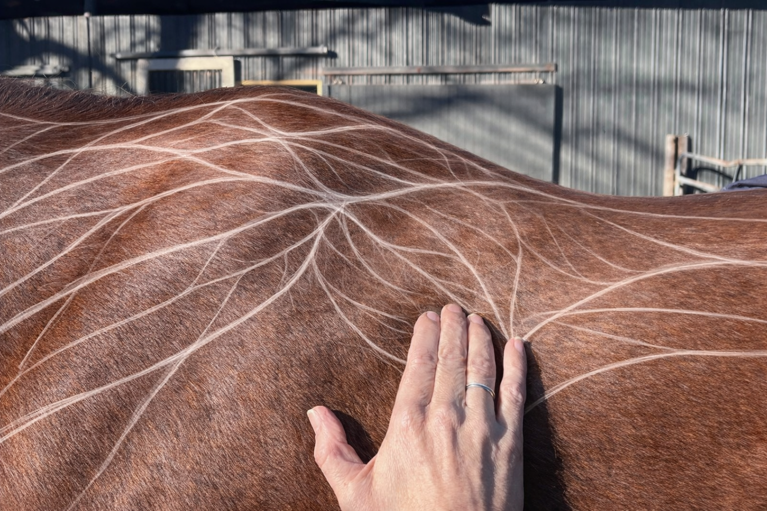 Thixotropy and Fascia: Why Tissue Softens With Movement and Bodywork