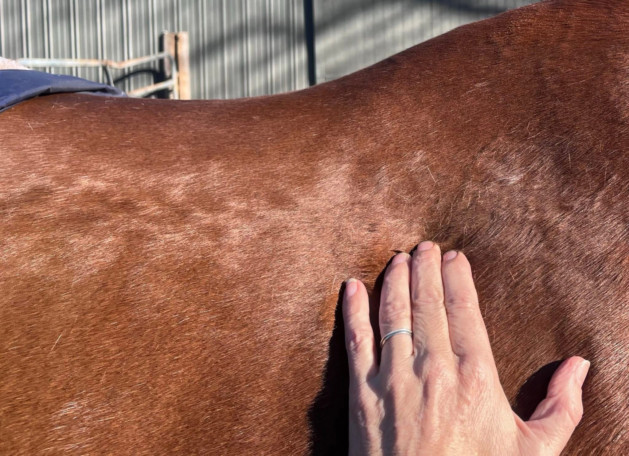 Fascia: The Body’s Rapid Communication Network