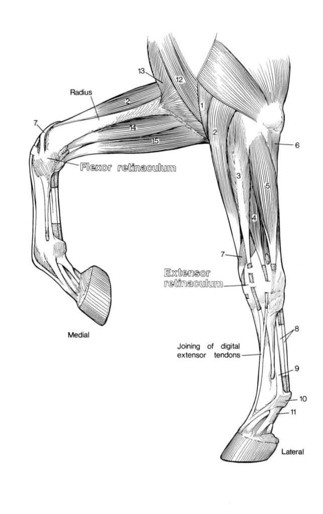 Better Muscle Balance Supports Better Tendon Health