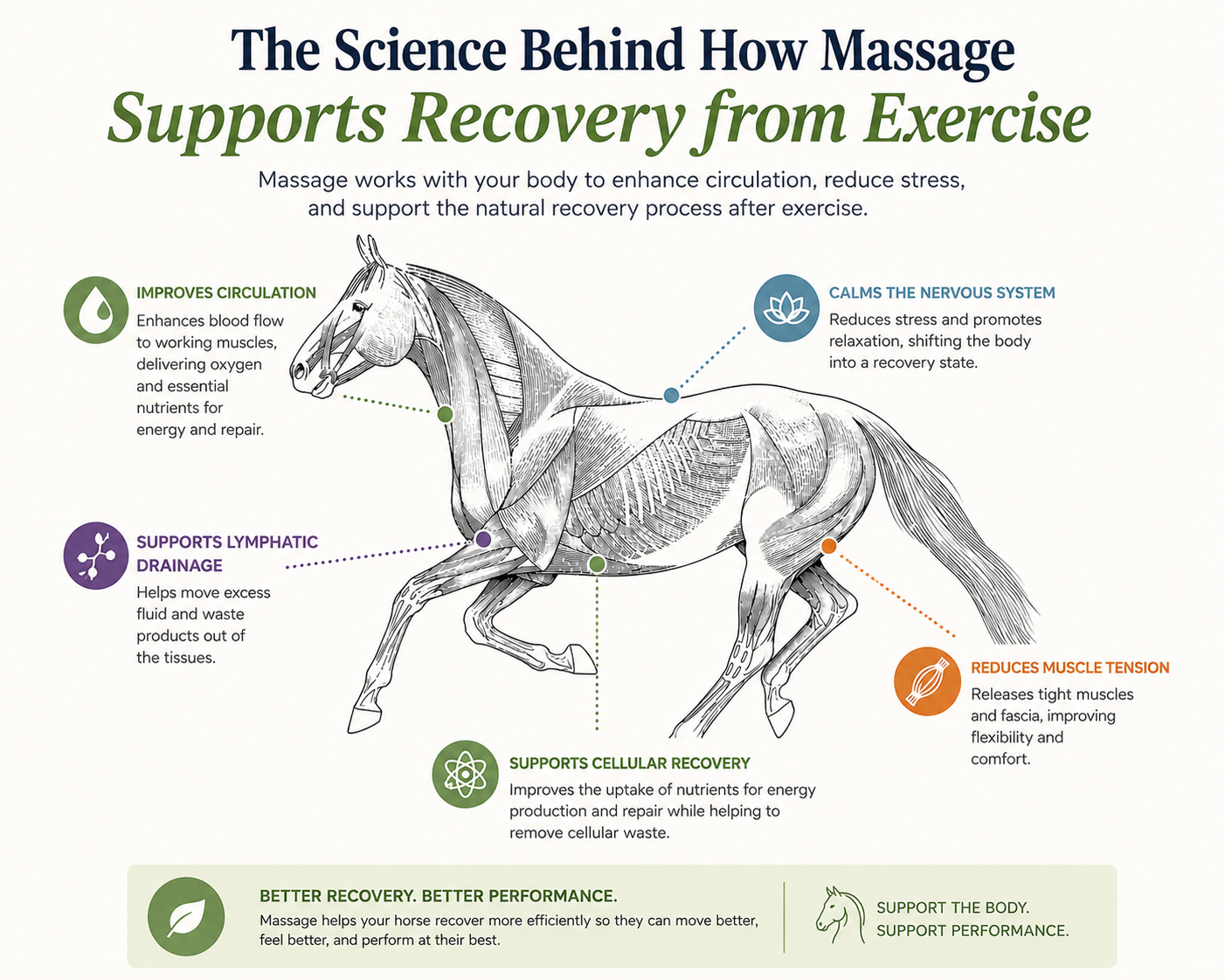The Science Behind How Massage Supports Exercise Recovery