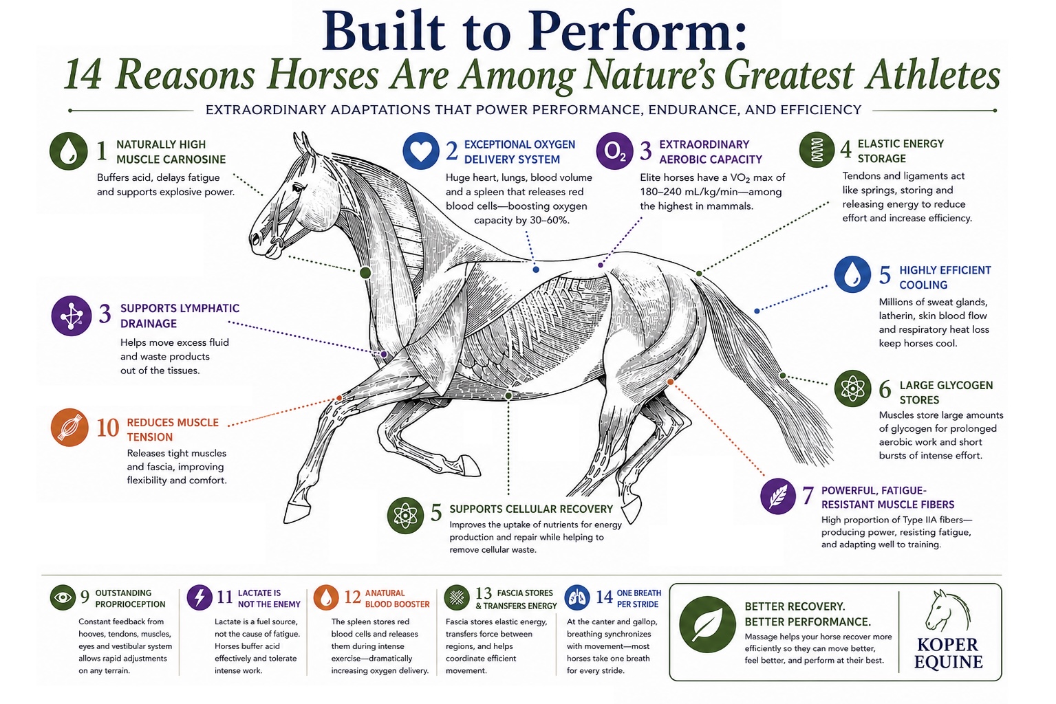 Built to Perform: 14 Reasons Horses Are Among Nature’s Greatest Athletes