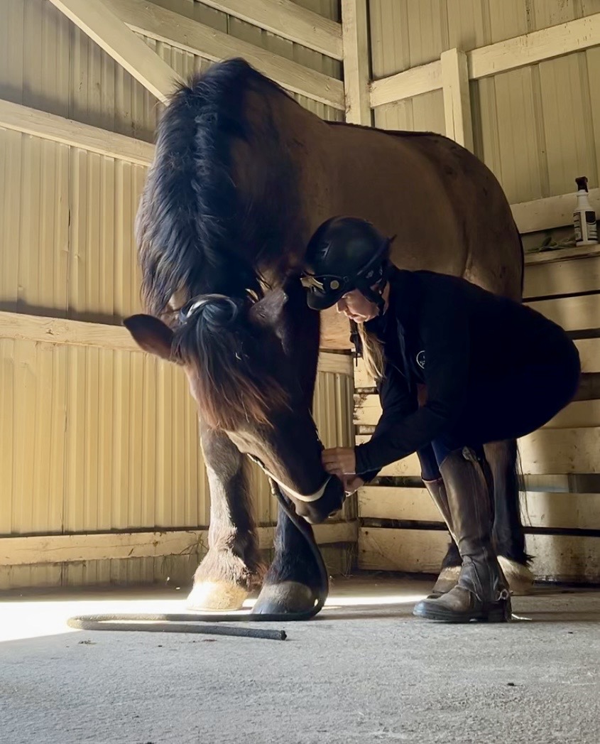 Modern Approaches to Improving Equine Performance: Equine Somatics, FeldenHorse, and Movement Education