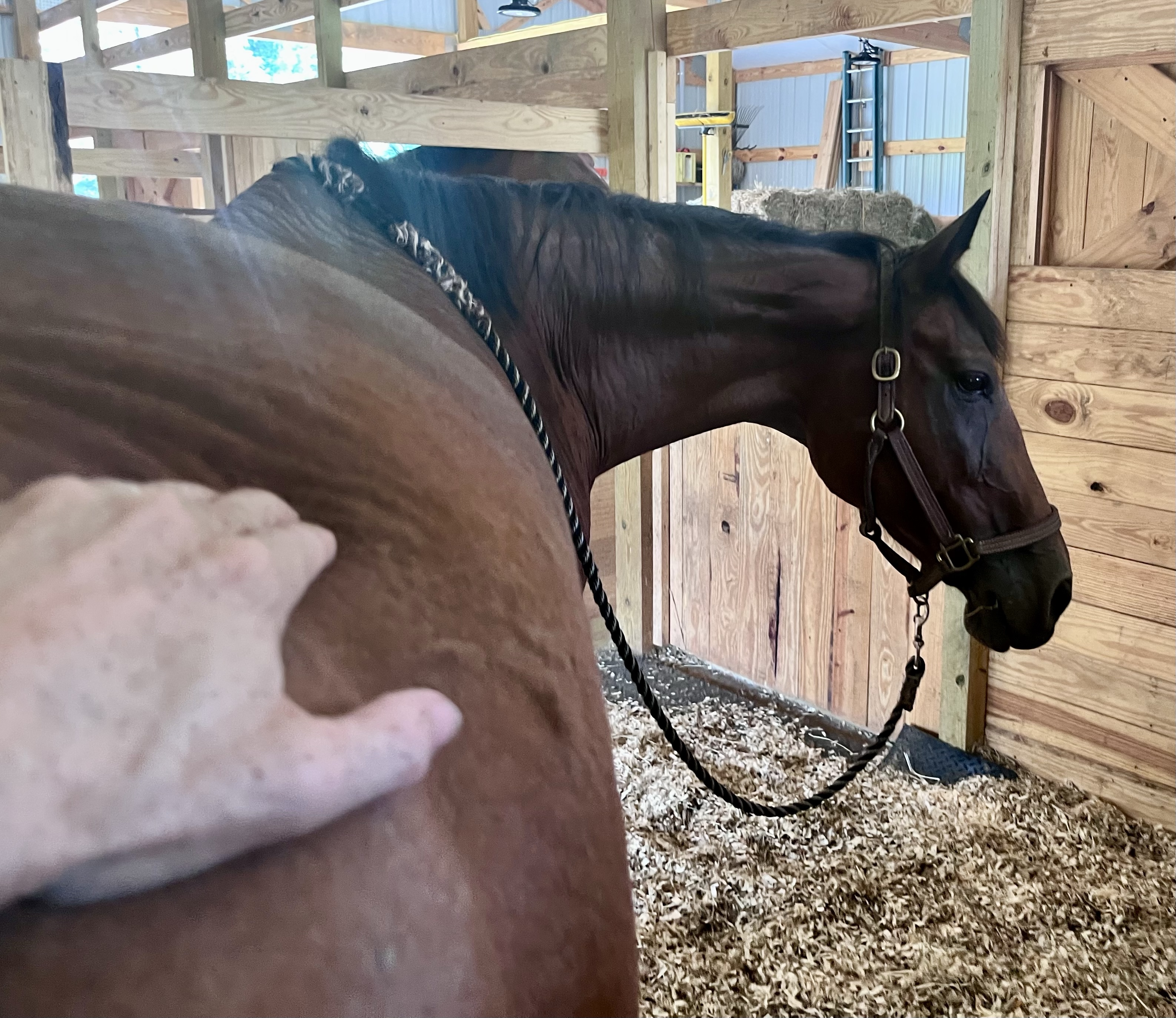 What New Research Reveals About Equine Myofascial Pain