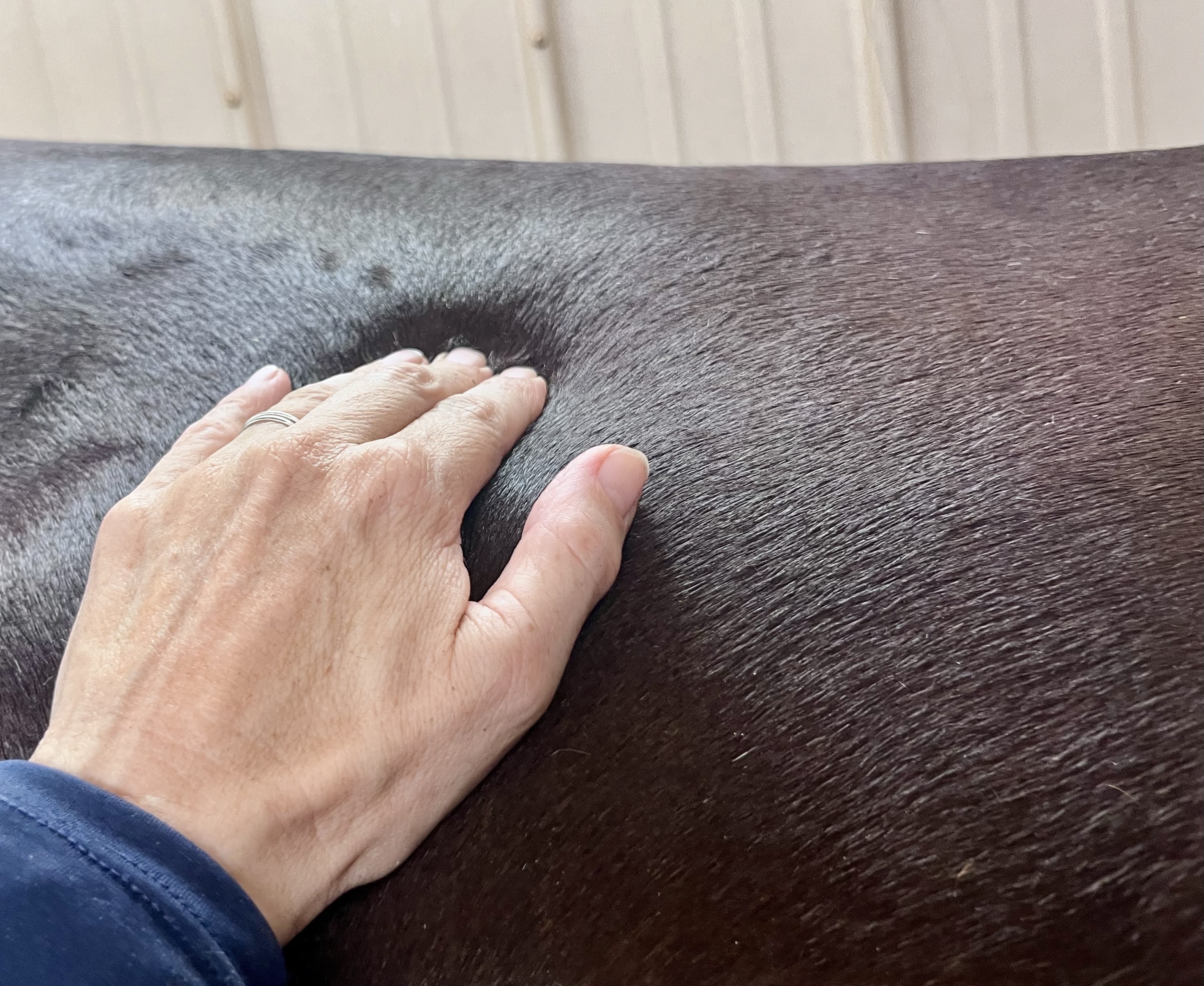 The Immune System, Massage, and the Biology of Recovery