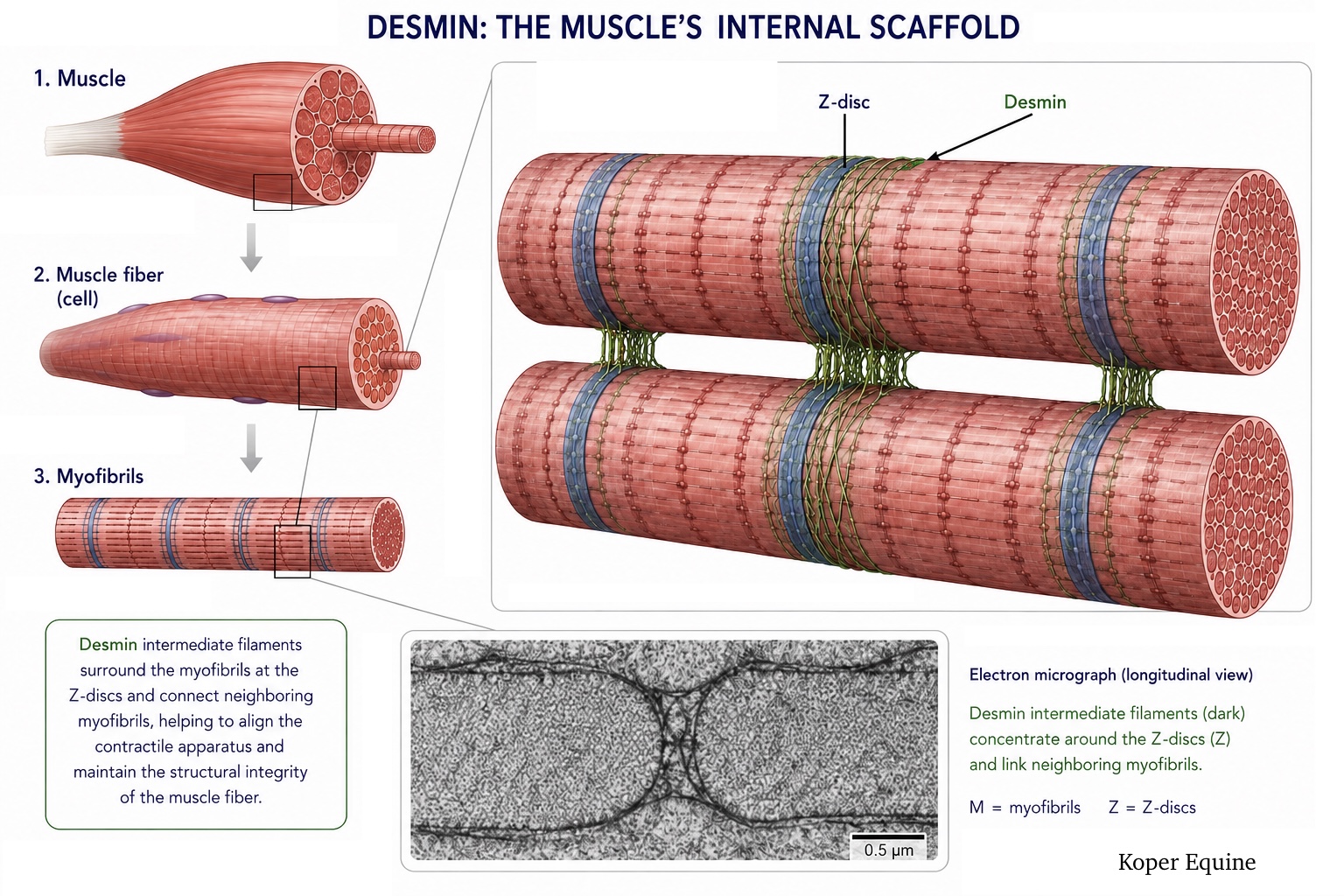 Desmin: The Tiny Protein That Helps Hold Muscle Together